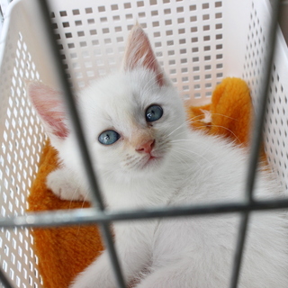 青い目の白猫くん