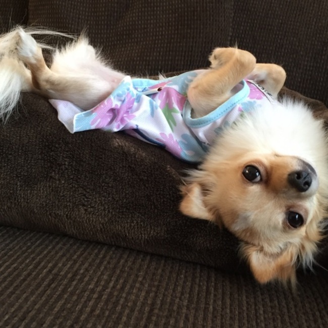 ゆーぽん。のカバー写真