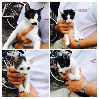 近所の可愛い野良ちゃんの、子供の里親募集