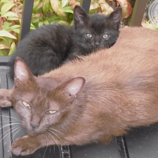 猫の親子の里親さん募集します