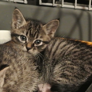 激かわキジトラ3兄妹、ワクチン・避妊済でお渡し