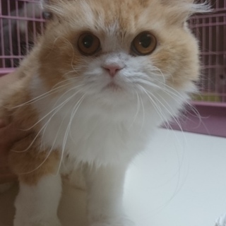 スコF(ﾛﾝｸﾞ)☆かりんちゃん☆女の子３歳