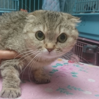 スコティッシュF☆すずちゃん☆女の子３歳