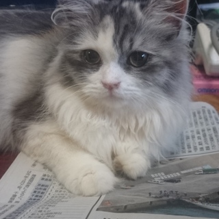 スコF(ロング)☆りみちゃん(立耳)☆女の子8ケ月