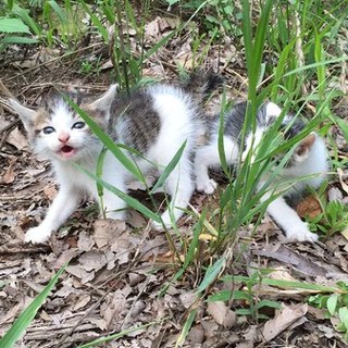 急募。子猫３匹保護しました。里親募集。