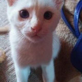 子猫２匹保護しています