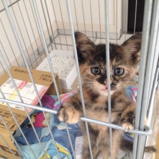 可愛い子猫ちゃんです！