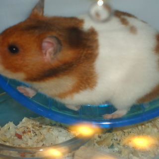 ハムスター里親募集
