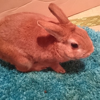 ネザーランドうさぎ