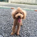 トイプードル 8ヶ月 里親募集