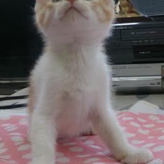子猫の里親さんを求めます。