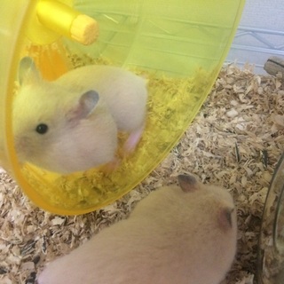 ミックス、キンクマの赤ちゃん