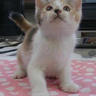 子猫の里親さん募集