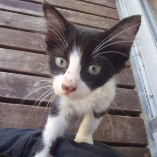 ちょっとオトボケ。八われちゃん。