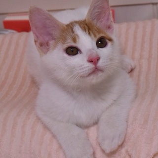 毛並みの良いハンサム子猫です❤️