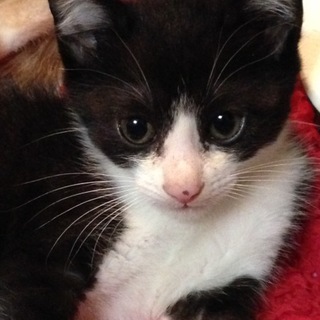 黒白子猫男の子