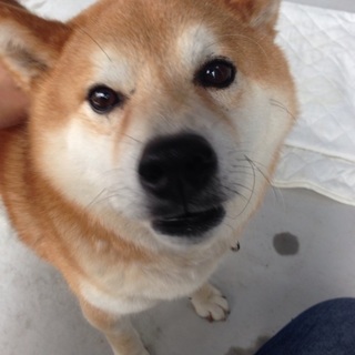 とても人懐こい迷い犬の里親を募集しています