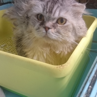 スコティッシュＦ(ロング)★王様★男の子８歳