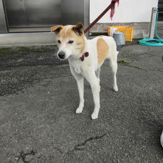 期限迫ってます！！白茶の可愛い女の子です。