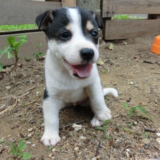 …370家族に迎えていただけませんか1ヶ月半♂…