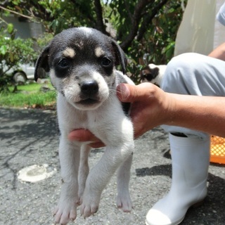 …372家族に迎えていただけませんか1ヶ月半♂…