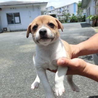 …373家族に迎えていただけませんか1ヶ月半♀…