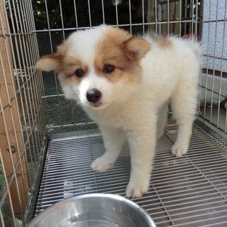 …394家族に迎えていただけませんか1ヶ月半♀…