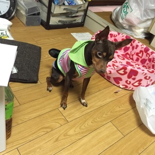 元気なミニチュアピンシャー♂2歳半