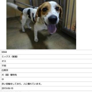 只今、里親様と調整中です。有り難うございました