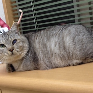 千葉から、三本足の人が大好き猫君です