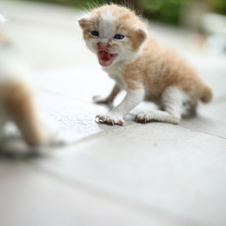 急募！まだ離乳前の子猫です。一時保護できる方でも可