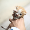 急募！まだ離乳前の子猫です。一時保護できる方でも可 サムネイル2