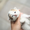 急募！まだ離乳前の子猫です。一時保護できる方でも可 サムネイル4