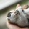 急募！まだ離乳前の子猫です。一時保護できる方でも可 サムネイル5