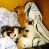 急募！まだ離乳前の子猫です。一時保護できる方でも可 サムネイル7