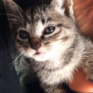 キジ子猫の里親さん募集