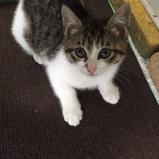 推定2ヶ月　白×キジかわいい女の子