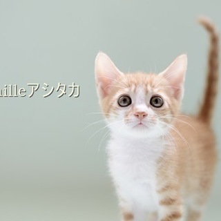 茶トラ子猫　アシタカ君里親様募集！ 