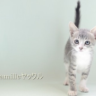 サバ白子猫　超美人のヤックルちゃん里親様募集! 