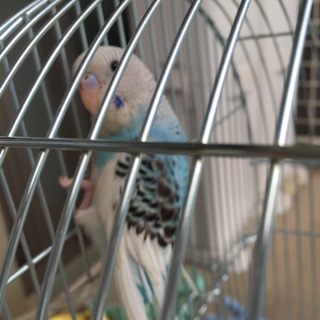 人に慣れている手乗りインコ