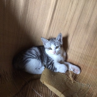 子猫の里親募集します