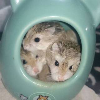 ロボロフスキー