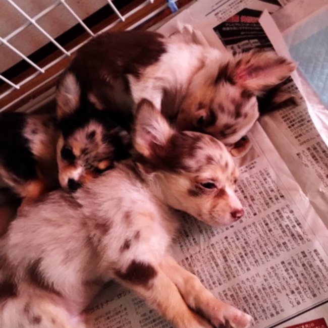 なぎものカバー写真