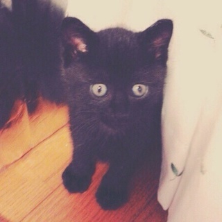 エンジェルマーク！2ヶ月クロ君です♡