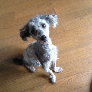 トイプードル里親募集