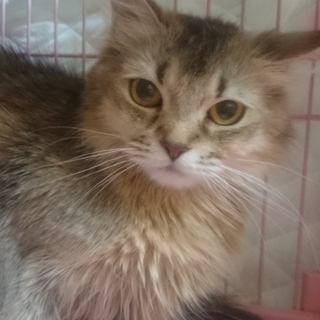 スコF(ロング)☆カトレア(立耳)☆女の子５歳