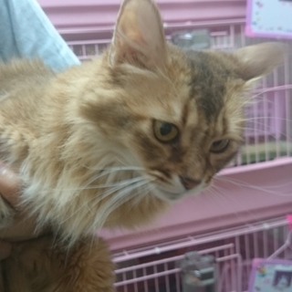 ソマリ☆ジスちゃん☆女の子３歳