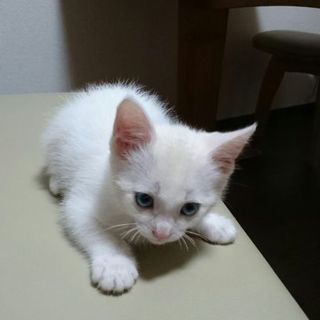 白子猫のみるく君　里親様募集！ 