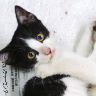 里親さん急募◆ハチワレ男の子◆人懐こい甘えん坊