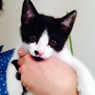 元気な子猫オス1匹　メス2匹です。